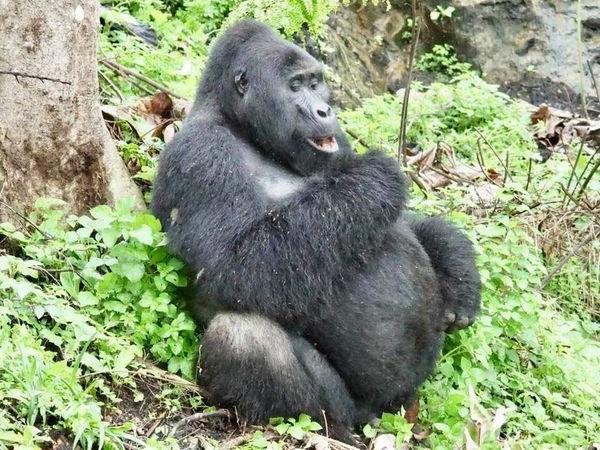 3 DAYS 2 NIGHTS UGANDA GORILLA SAFARI